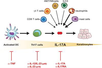 The IL-17 Family of Cytokines in Psoriasis: IL-17A and Beyond